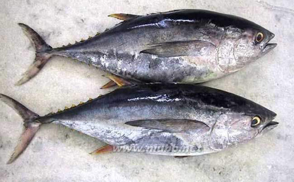 金槍魚(yú)